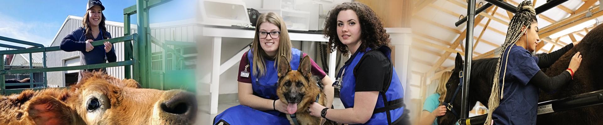 multiple skills learned in veterinary technology