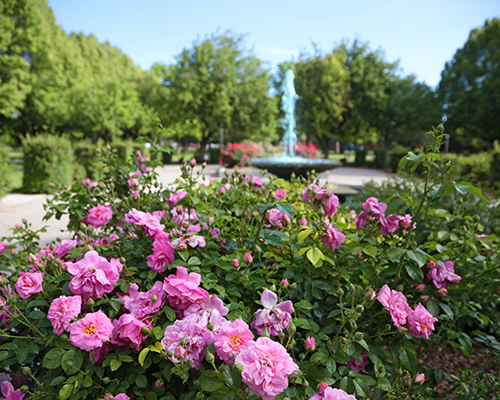 Pink roses blooming in front of a fountain.