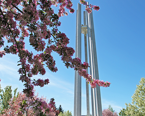 Blooming pink flowers in front of the CSI Tower