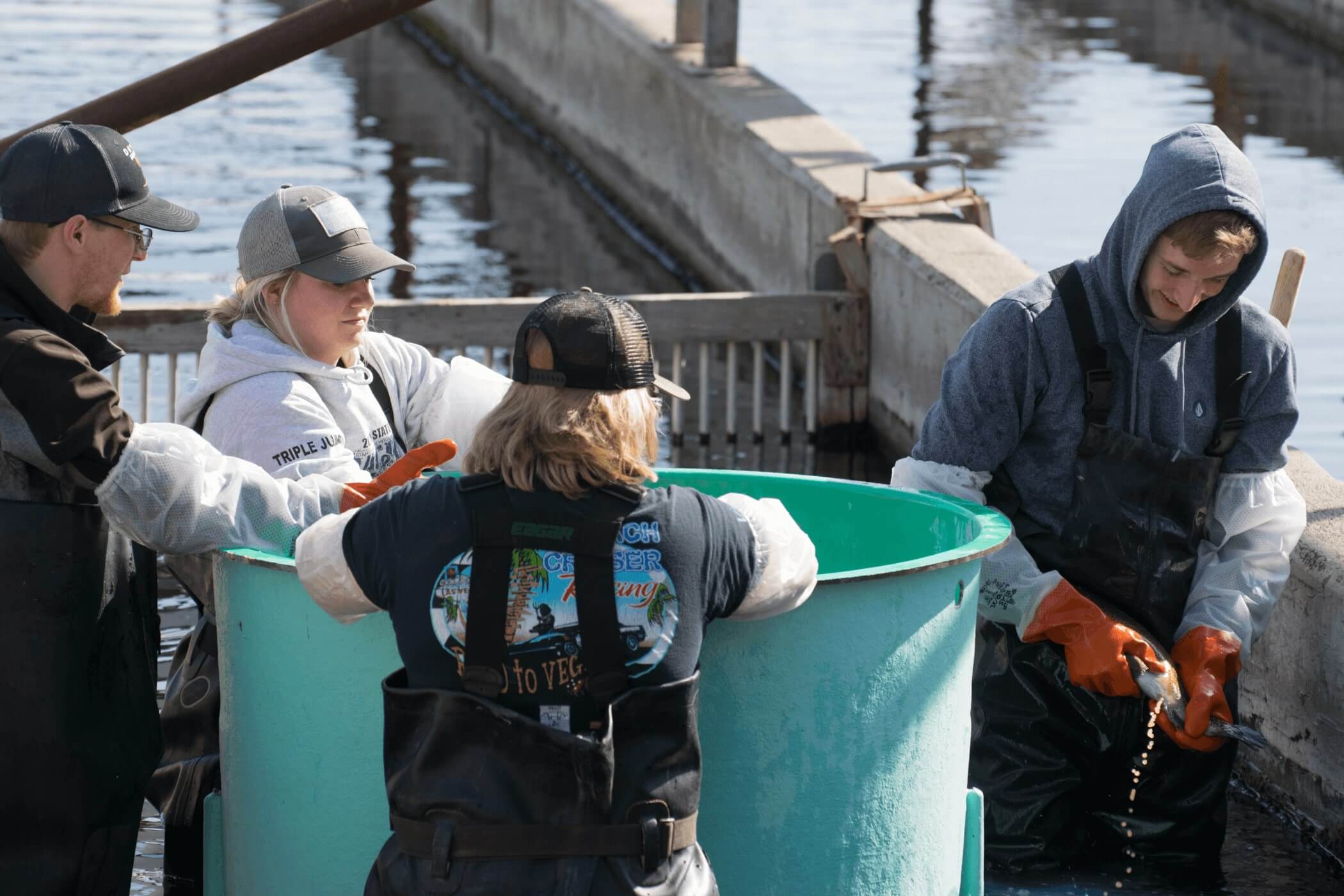 aquaculture students harvesting trout eggs