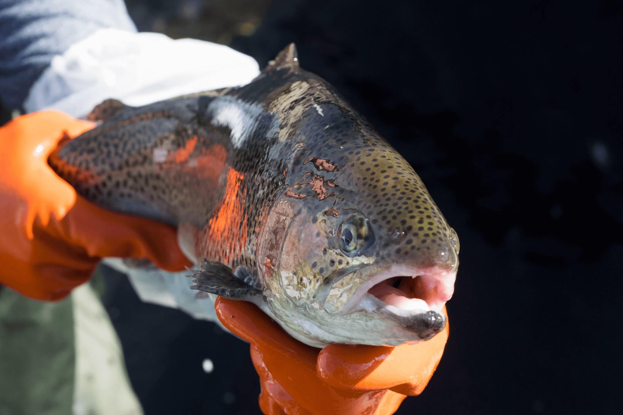 aquaculture student holding a trout