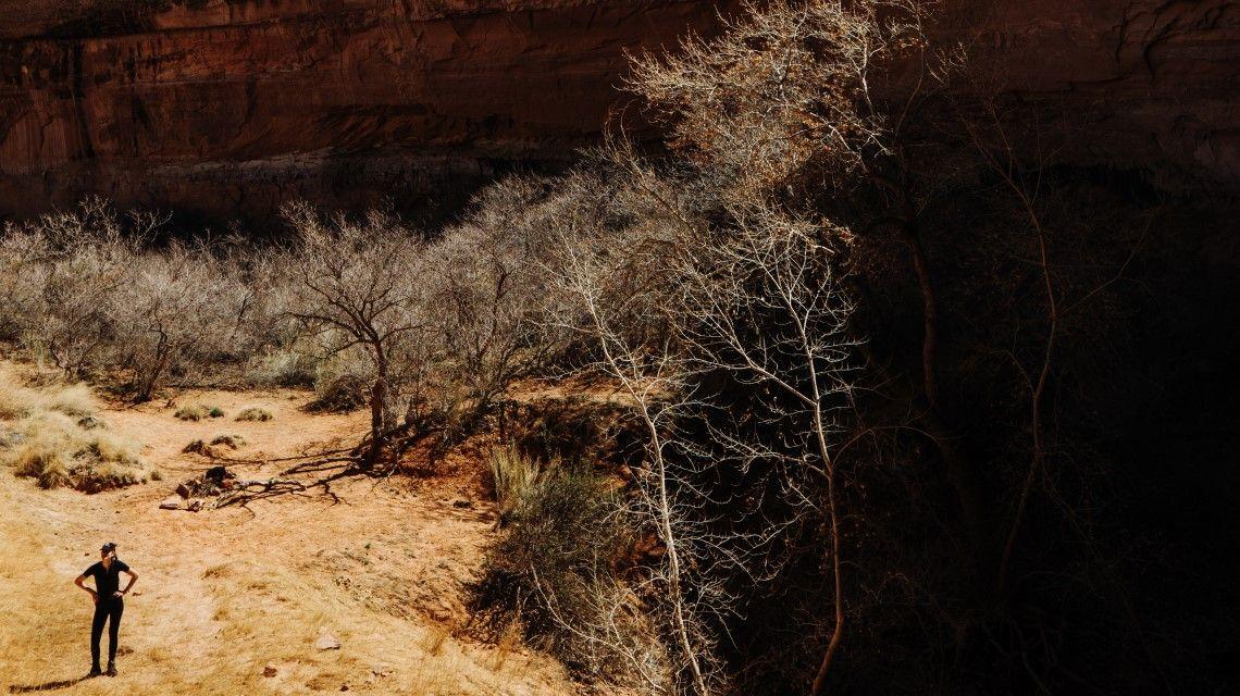 dead trees in canyon