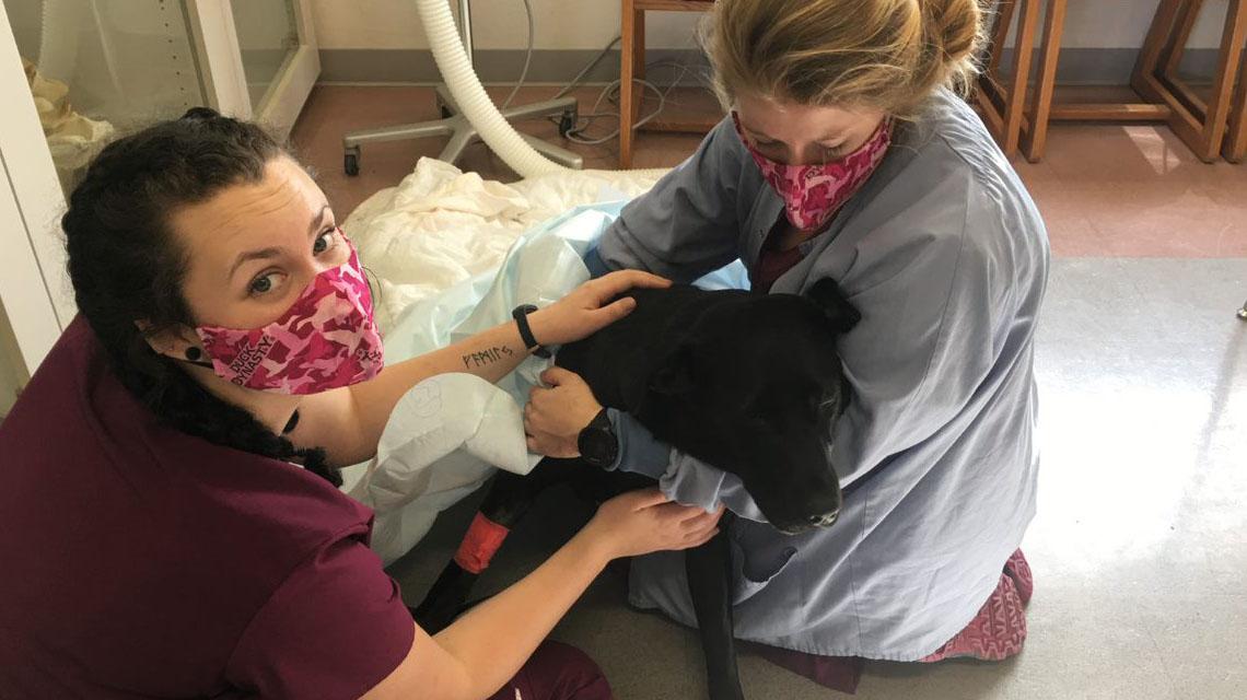 students with dog after surgery