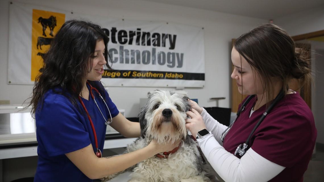 students taking dog temperature 