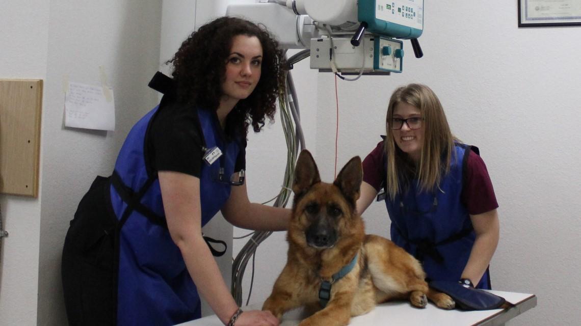 dog on x-ray table with students