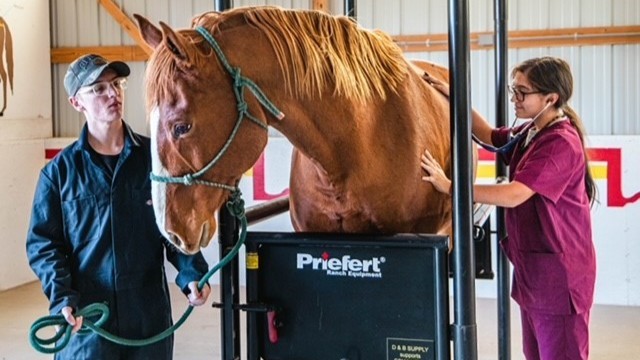 A horse gets examined while in a chute, a student listens with a stethoscope 