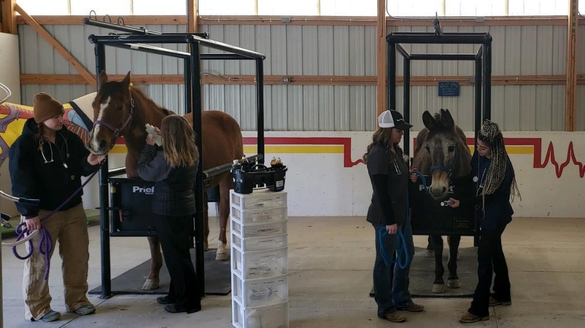 horses in Vet Tech clinic