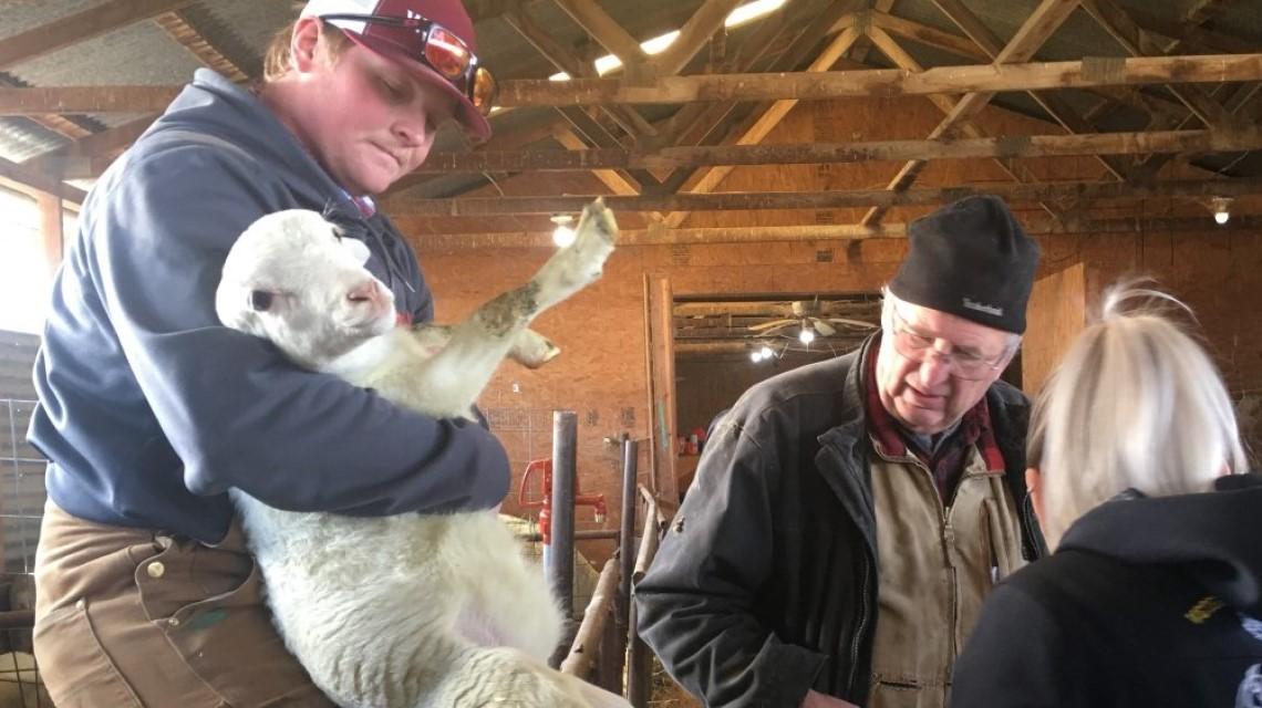 student holding lamb during processing