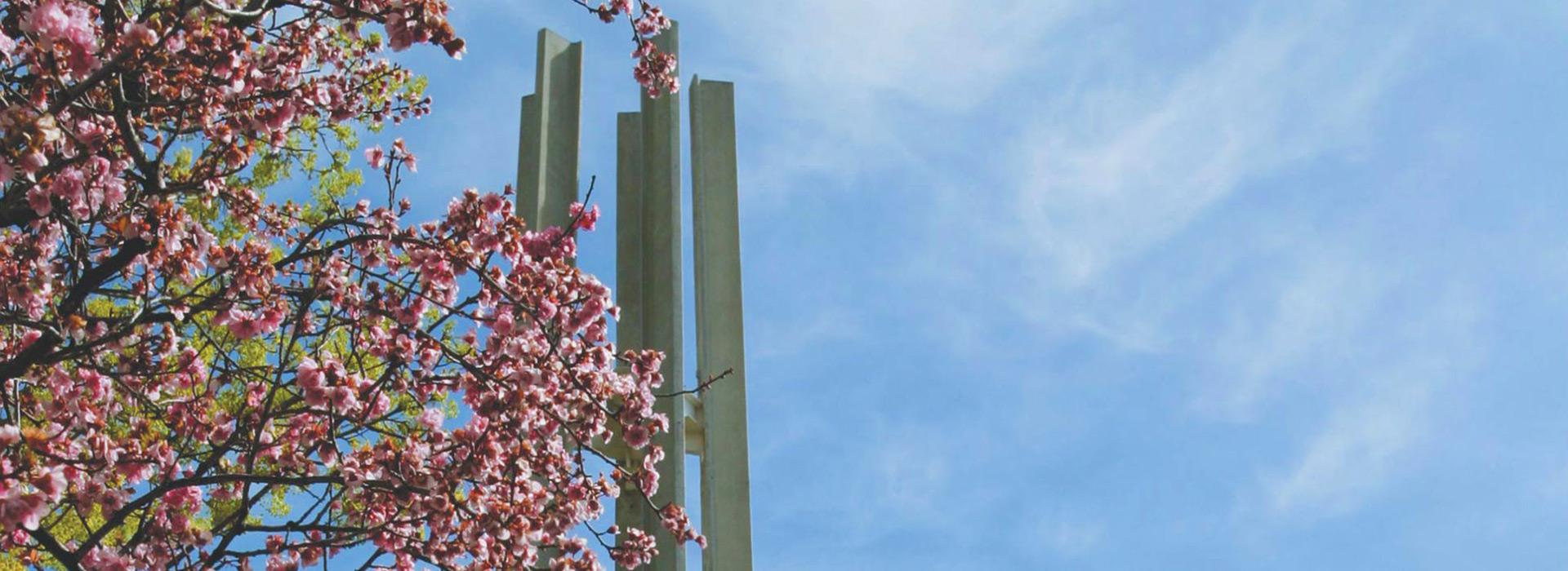 Tree blossoms and the CSI campus tower