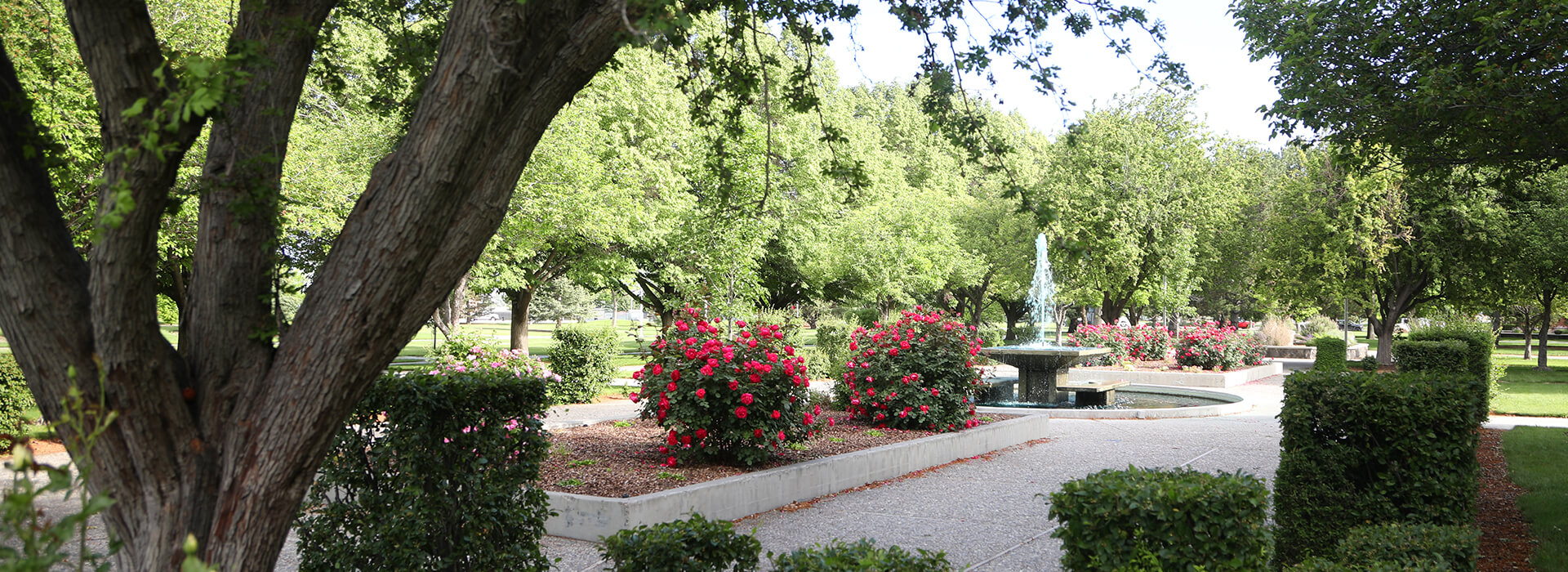 The fountain plaza with roses in bloom and green trees surrounding the fountain