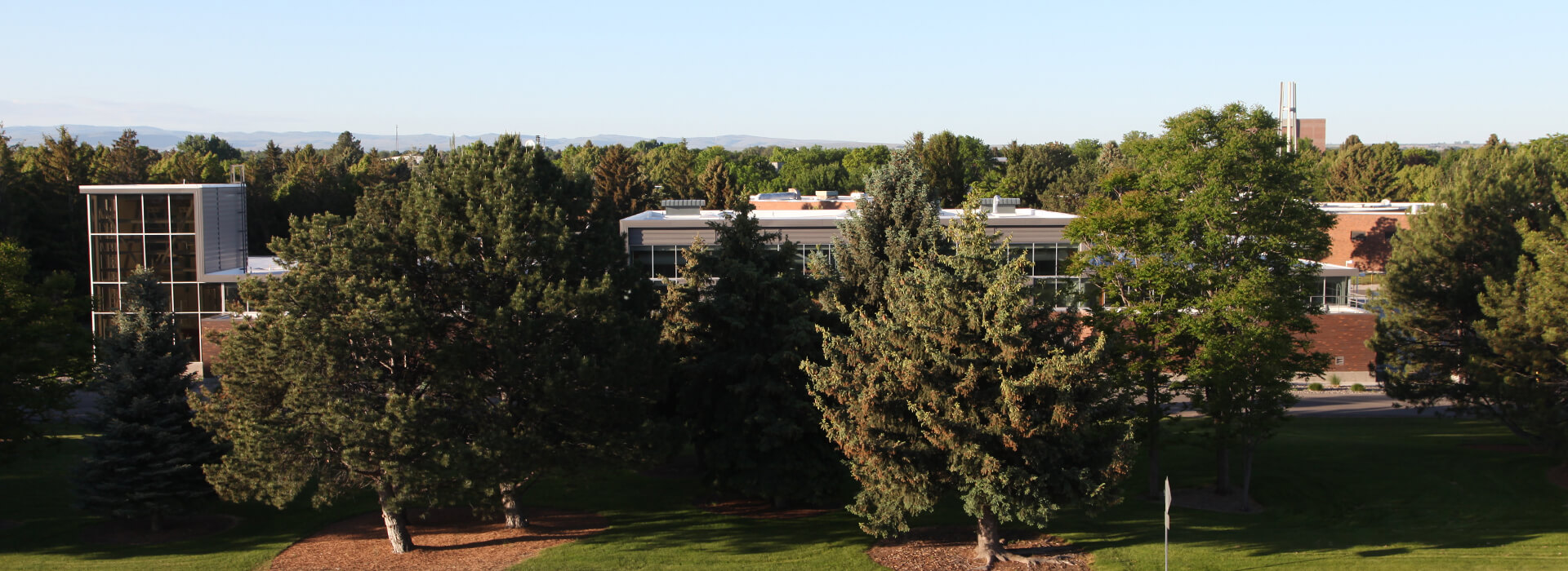 Trees over campus from a drone from north side of campus with bell tower in the background