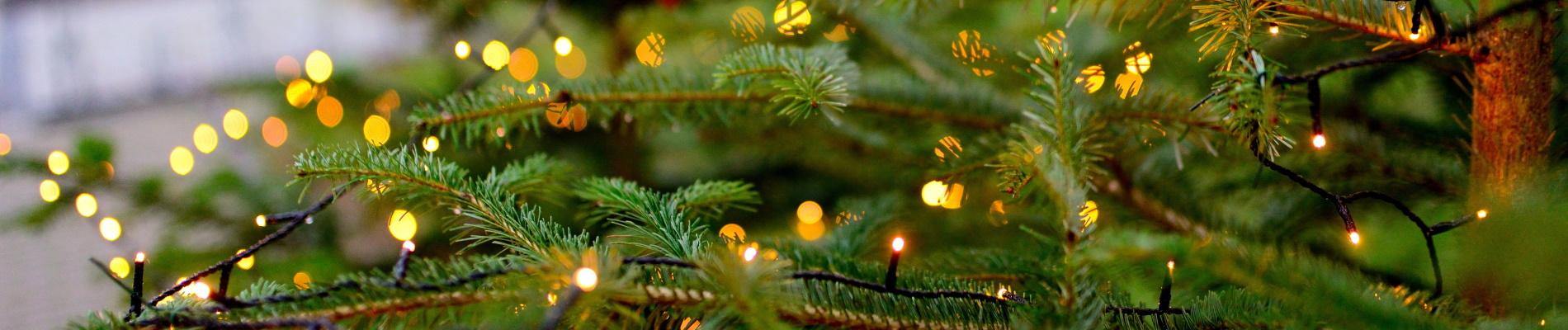  White Christmas lights on the branches of a Christmas Tree