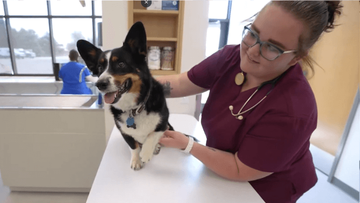 vet student examining a cute dog