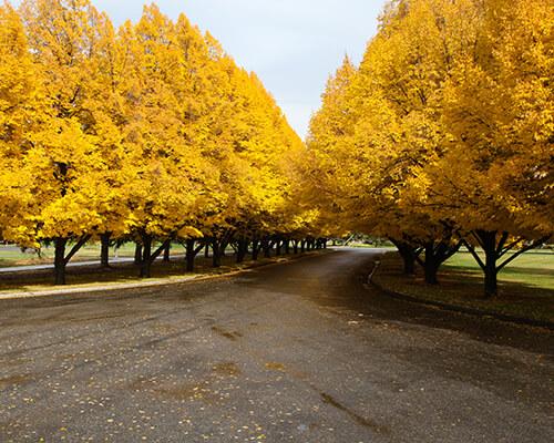 A road with autumn trees on both sides.