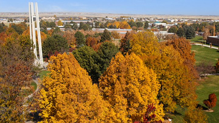Yellow trees on campus