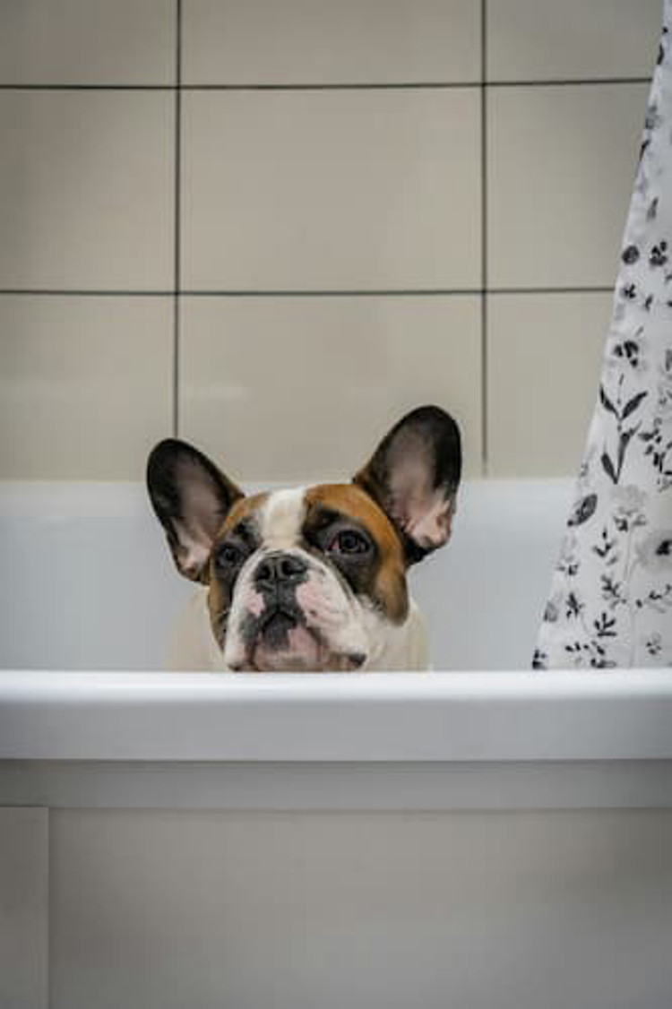 Bulldog in Tub
