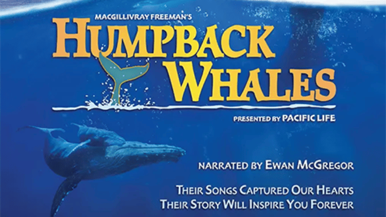 Image of a humpback whale