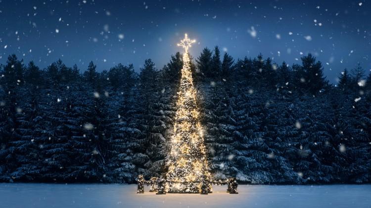 A Christmas tree illuminating a dark winter night