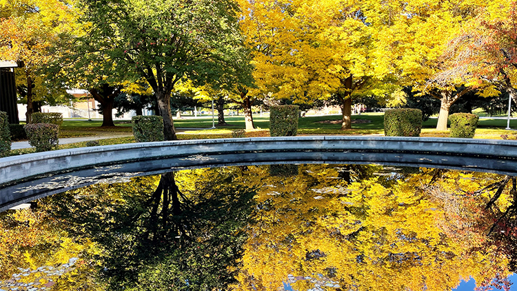 trees reflecting on water